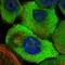 CDV3 Homolog antibody, HPA029761, Atlas Antibodies, Immunofluorescence image 