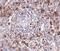 Epstein-Barr Virus Induced 3 antibody, NBP1-76976, Novus Biologicals, Immunohistochemistry paraffin image 