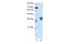 Bft antibody, 28-813, ProSci, Enzyme Linked Immunosorbent Assay image 