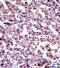 GDP Dissociation Inhibitor 2 antibody, abx027607, Abbexa, Immunohistochemistry frozen image 