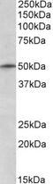 Tripartite Motif Containing 35 antibody, 46-522, ProSci, Western Blot image 