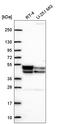 Pyruvate Dehydrogenase Kinase 3 antibody, HPA072492, Atlas Antibodies, Western Blot image 