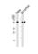 Checkpoint Kinase 1 antibody, abx031571, Abbexa, Western Blot image 