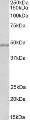 Serpin Family B Member 6 antibody, 46-358, ProSci, Western Blot image 