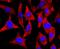 Neurofilament Medium antibody, NBP2-66978, Novus Biologicals, Immunocytochemistry image 