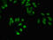 Small Ubiquitin Like Modifier 3 antibody, orb53115, Biorbyt, Immunofluorescence image 