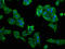 Protein Activator Of Interferon Induced Protein Kinase EIF2AK2 antibody, LS-C377217, Lifespan Biosciences, Immunofluorescence image 