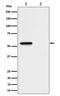 Mixed lineage kinase domain-like protein antibody, P00535, Boster Biological Technology, Western Blot image 