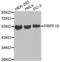 Pre-MRNA Processing Factor 19 antibody, abx002453, Abbexa, Western Blot image 