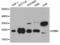 Alpha-1-acid glycoprotein antibody, LS-C192854, Lifespan Biosciences, Western Blot image 