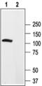 Potassium Voltage-Gated Channel Subfamily B Member 2 antibody, PA5-77634, Invitrogen Antibodies, Western Blot image 