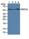 Ornithine Aminotransferase antibody, LS-C373219, Lifespan Biosciences, Western Blot image 