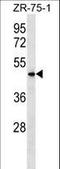 Vomeronasal 1 Receptor 5 (Gene/Pseudogene) antibody, LS-C157353, Lifespan Biosciences, Western Blot image 