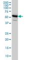 Glutamyl-TRNA Amidotransferase Subunit B antibody, H00005188-M01, Novus Biologicals, Western Blot image 