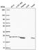 BRICHOS Domain Containing 5 antibody, PA5-66590, Invitrogen Antibodies, Western Blot image 