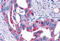 Frizzled Class Receptor 4 antibody, MBS243459, MyBioSource, Immunohistochemistry frozen image 