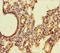 AIF1 antibody, A55283-100, Epigentek, Immunohistochemistry paraffin image 