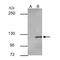 Cadherin 1 antibody, NBP2-16258, Novus Biologicals, Immunoprecipitation image 