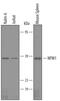 Nucleophosmin 1 antibody, AF5205, R&D Systems, Western Blot image 