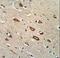 Transcription Elongation Regulator 1 Like antibody, LS-C161768, Lifespan Biosciences, Immunohistochemistry frozen image 