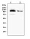 Sialophorin antibody, M01296-1, Boster Biological Technology, Western Blot image 