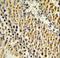 Exostosin Like Glycosyltransferase 3 antibody, LS-C167869, Lifespan Biosciences, Immunohistochemistry frozen image 