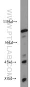 Opticin antibody, 17897-1-AP, Proteintech Group, Western Blot image 