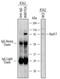 RAD17 Checkpoint Clamp Loader Component antibody, MAB1926, R&D Systems, Western Blot image 