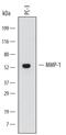 Matrix Metallopeptidase 1 antibody, MAB901, R&D Systems, Western Blot image 