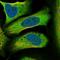 Phosphatidylinositol Glycan Anchor Biosynthesis Class X antibody, NBP1-83647, Novus Biologicals, Immunofluorescence image 
