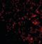 PR/SET Domain 1 antibody, orb88405, Biorbyt, Immunofluorescence image 