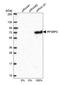Interferon Regulatory Factor 2 Binding Protein 2 antibody, NBP1-93674, Novus Biologicals, Western Blot image 
