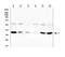 Calcium release-activated calcium channel protein 1 antibody, A00909, Boster Biological Technology, Western Blot image 