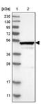 RUN Domain Containing 3A antibody, PA5-54818, Invitrogen Antibodies, Western Blot image 