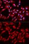 BCL2 Like 13 antibody, GTX55532, GeneTex, Immunofluorescence image 