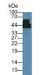 Creatine Kinase, M-Type antibody, LS-C663116, Lifespan Biosciences, Western Blot image 