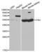 Phenylalanine Hydroxylase antibody, abx001310, Abbexa, Western Blot image 