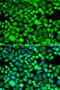 Proteasome Subunit Beta 8 antibody, 22-875, ProSci, Immunofluorescence image 