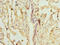 Src Like Adaptor antibody, A60918-100, Epigentek, Immunohistochemistry paraffin image 