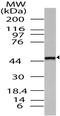 TRFR antibody, A06451, Boster Biological Technology, Western Blot image 
