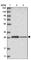 Translational Activator Of Cytochrome C Oxidase I antibody, HPA024294, Atlas Antibodies, Western Blot image 