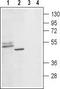 5-Hydroxytryptamine Receptor 1D antibody, TA329057, Origene, Western Blot image 