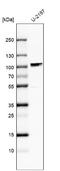 CG1 antibody, NBP1-84530, Novus Biologicals, Western Blot image 