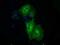 Mitogen-Activated Protein Kinase Kinase 1 antibody, NBP1-47833, Novus Biologicals, Immunocytochemistry image 