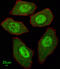 Fanconi anemia group C protein antibody, A02387-1, Boster Biological Technology, Immunofluorescence image 