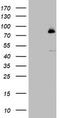 F-Box And WD Repeat Domain Containing 7 antibody, LS-C336712, Lifespan Biosciences, Western Blot image 