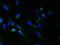 Ring Finger Protein 148 antibody, LS-C376486, Lifespan Biosciences, Immunofluorescence image 