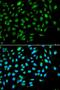 Inhibitor Of Growth Family Member 3 antibody, LS-C334325, Lifespan Biosciences, Immunofluorescence image 