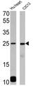 Phospholamban antibody, MA3-922, Invitrogen Antibodies, Western Blot image 