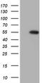 Spermatogenesis Associated 2 Like antibody, LS-C336528, Lifespan Biosciences, Western Blot image 